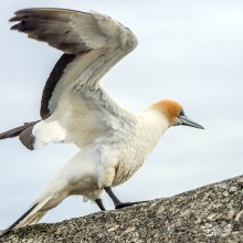 Gannet