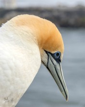 Gannet