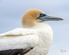 Portrait of a Gannet