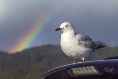 Gull and Rainbow Gull and Rainbow