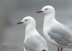 Red-billed Gulls