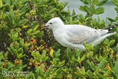 Red-Billed Gull Feeding