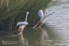 White-Faced Heron Conflict