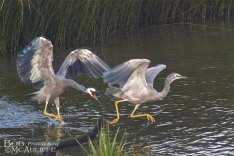 White-Faced Heron Conflict