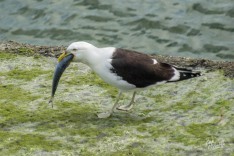Karoro Swallows Fish Karoro Swallows Fish