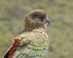 Kea