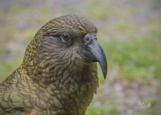 Portrait of Kea