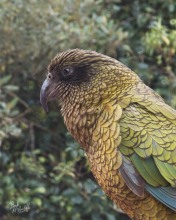 Kea