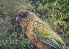 Kea