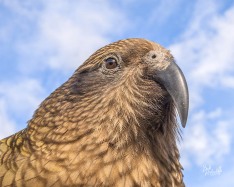 Kea