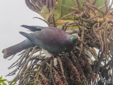 Kereru (NZ Wood Pigeon)