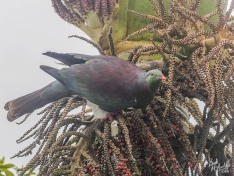 Kereru (NZ Wood Pigeon) Kereru (NZ Wood Pigeon)
