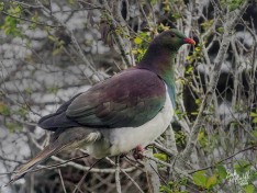 Kereru (NZ Wood Pigeon)