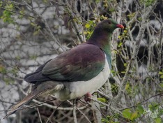 Kereru (NZ Wood Pigeon) Kereru (NZ Wood Pigeon)