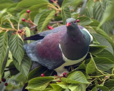 Kereru
