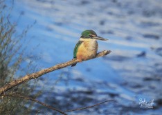 Kingfisher Kingfisher