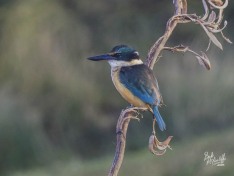 Kōtare (Kingfisher)