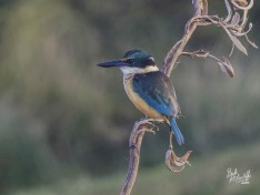 Kōtare (Kingfisher) Kōtare (Kingfisher)