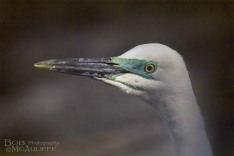 Kotuku Close-up