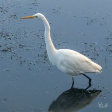 Kotuku Kotuku