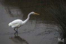 Kotuku Kotuku