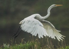 Kotuku in Flight