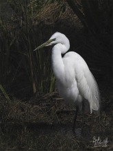 Kotuku in Breeding Colours Kotuku in Breeding Colours