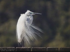 Kotuku in the Wind