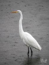 Kotuku in the Rain Kotuku in the Rain