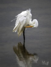 Kotuku Preening Kotuku Preening