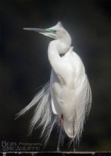 Portrait of a Kotuku