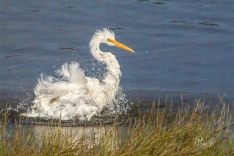 Kotuku bathing