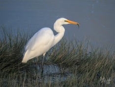 Kotuku Kotuku