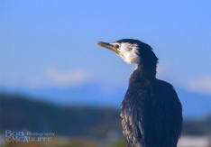 Little Shag