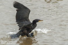 Black Shag