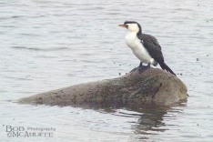 Little Shag