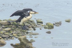 Little Shag Drying Wings