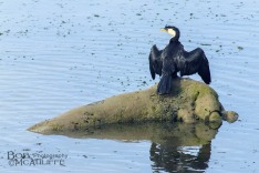 Little Shag Drying Wings