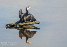 Little Shag