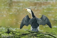 Little Shag Drying Wings