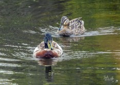 Mallard Ducks Mallard Ducks