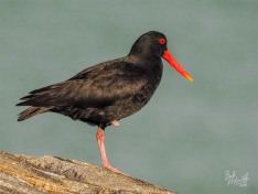 Variable Oystercatcher Variable Oystercatcher