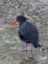 Variable Oystercatcher Variable Oystercatcher