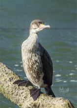 Juvenile Pied Shag