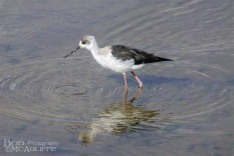 Pied Stilt