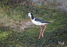 Pied Stilt (Poaka) Pied Stilt (Poaka)