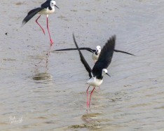 Pied Stilts Pied Stilts