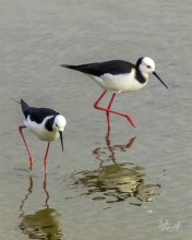 Pied Stilts Pied Stilts