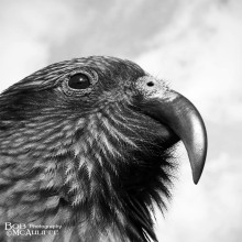 Portrait of a Kea