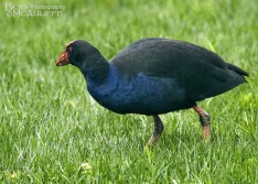 Pukeko